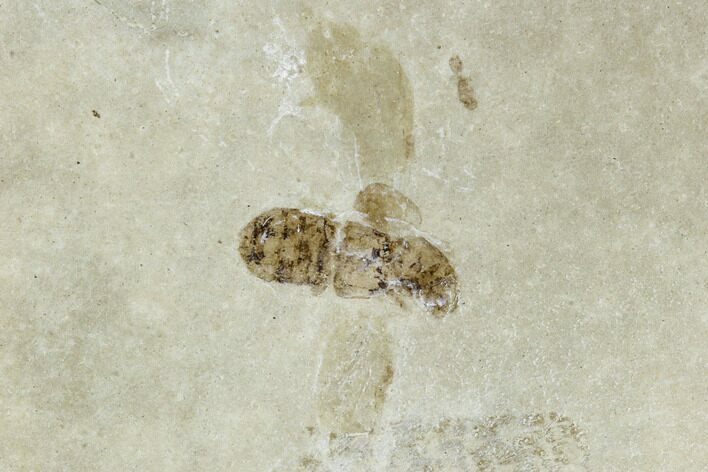Fossil Wasp (Hymenoptera) - Green River Formation, Utah #109121